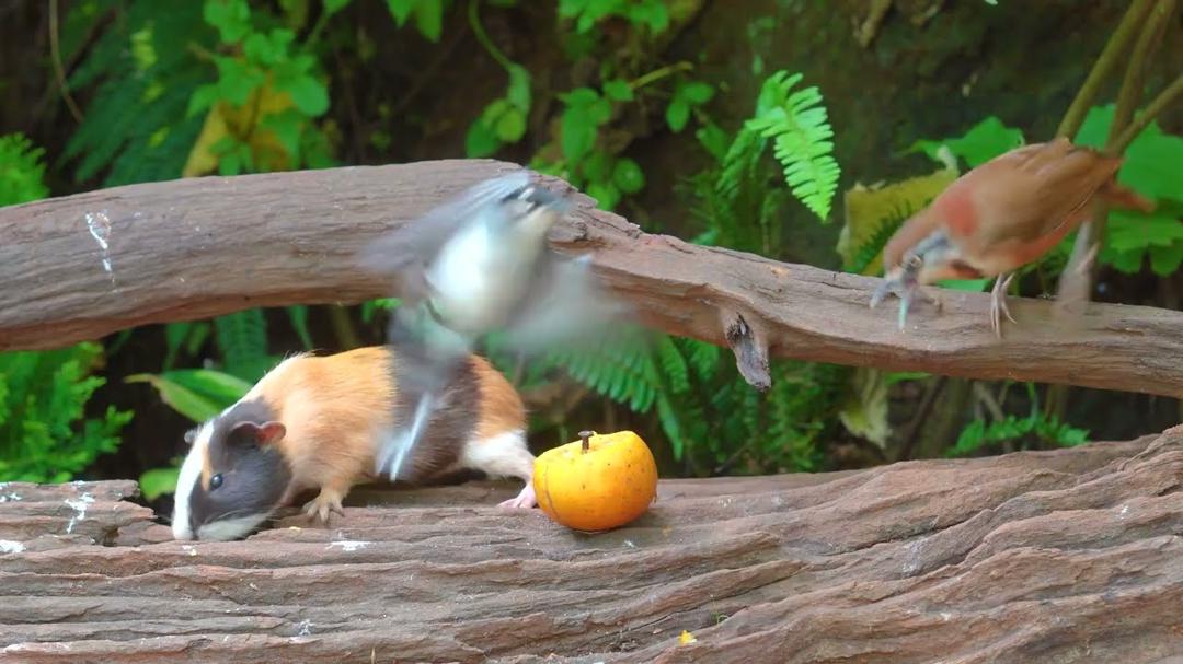 Cat TV No Ad Interruptions😺 Best of Compilation of Birds & Squirrels 🐿️ Bird videos for cats 4K HDR