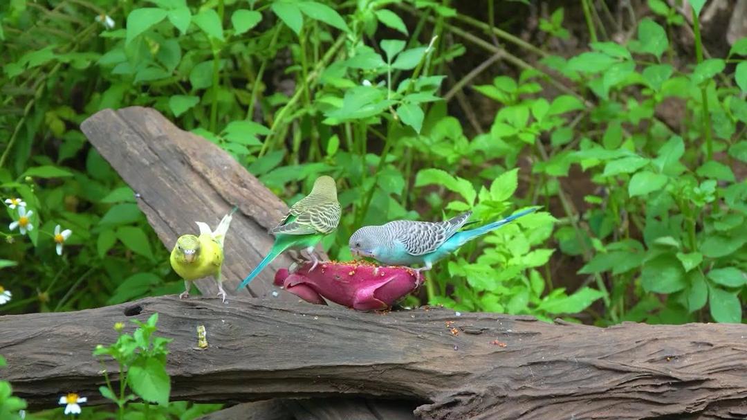 [No Ad Interruptions] Cat TV 😺 Summer Birds and Squirrels 🐿️ Bird videos for cats 4K HDR