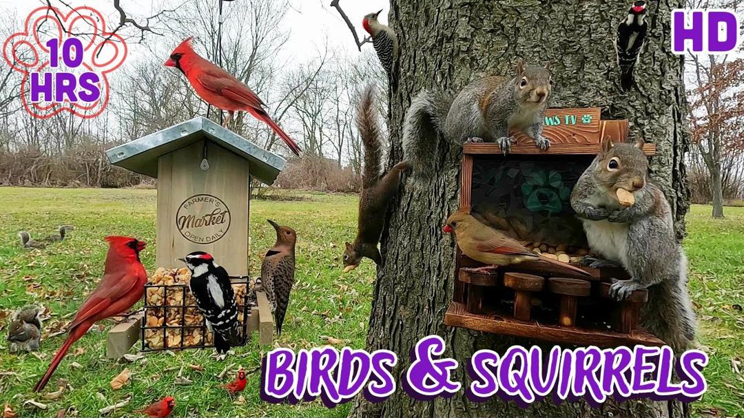 🐦Birds & Squirrels 🐿️10 hours- Uninterrupted | Cat & Dog TV 🐈🐕📺and Background Ambience for Work 💻