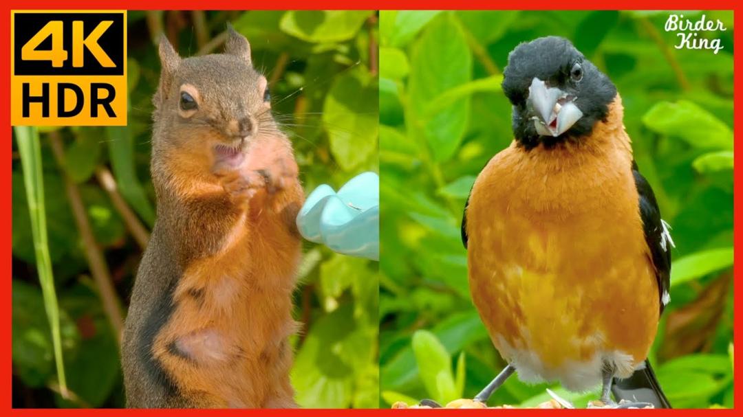 Cat TV for Cats to Watch 😺 Best Cat TV Compilation 🐦 Cute birds and squirrels 🐿 8 hours (4K HDR)