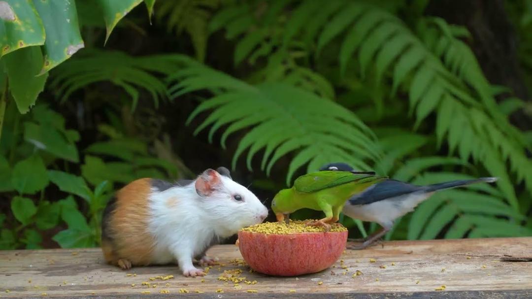Soothing Cat TV for Cats 😺 Birds & Squirrels Have a Picnic 🐦🐿️ Enrichment Video 4K HDR