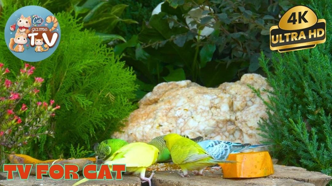 🔴😺 Morning Brunch for Forest Squirrels & Chipmunks🦜! Live 12 Hour Cat TV Videos | 4K HDR ULTRA