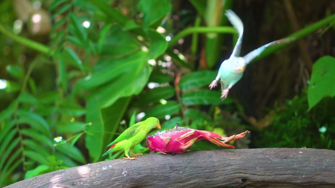 Cat TV for Cats to Watch 😺🐦 Birds and Squirrels devour Fruit 🐿 Cat Games 4K HDR