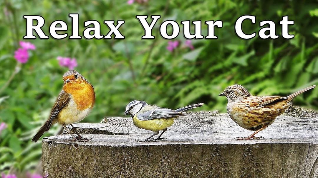 Music for Cats ( Musica Para Gatos ) - Calming TV for Cats - Bird and Nature Sounds
