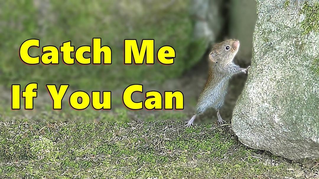 Cat TV ~ Mice on The Run 🐭 Jerry Mouse for Cats to Watch ⭐ 8 HOURS ⭐
