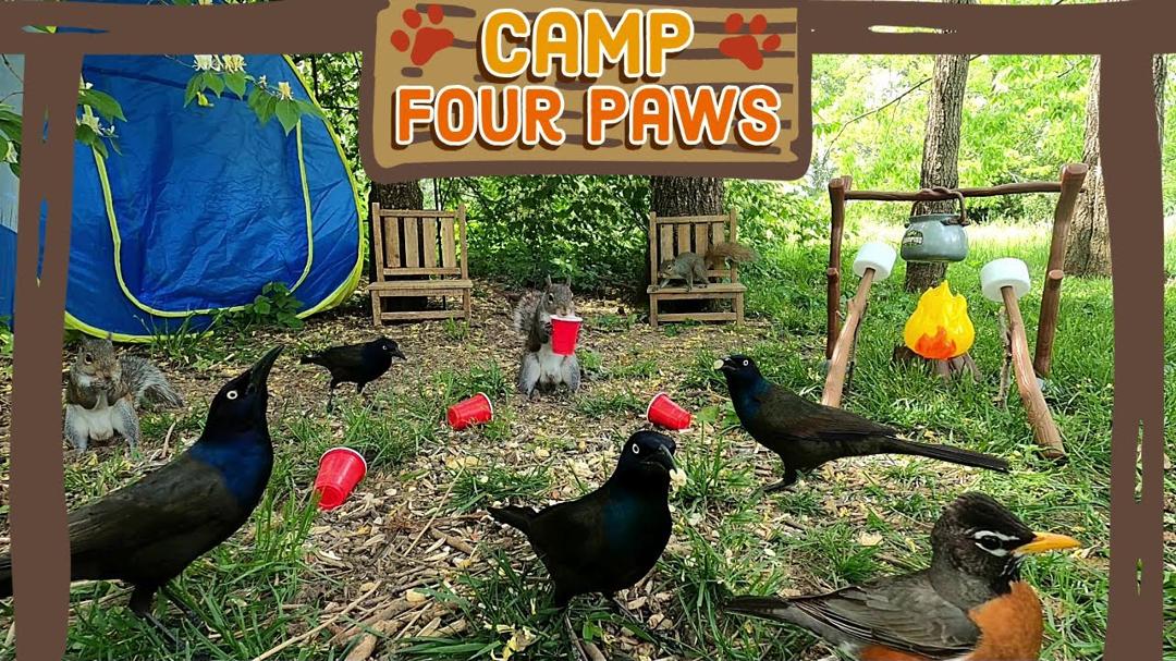 🐶😺 Cat TV | Dog TV [No Ad Breaks] 🐿️🐦Birds & Squirrels visit Camp Four Paws | TV for Pets