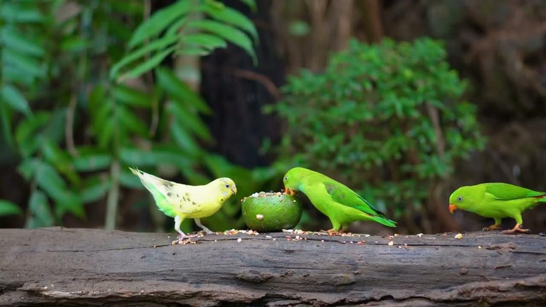 Cat TV for Cats to Watch 😺🐦 Chirpy Birds Just Doing Their Thing in the Backyard 🌳🐿 Cat Games 4K HDR
