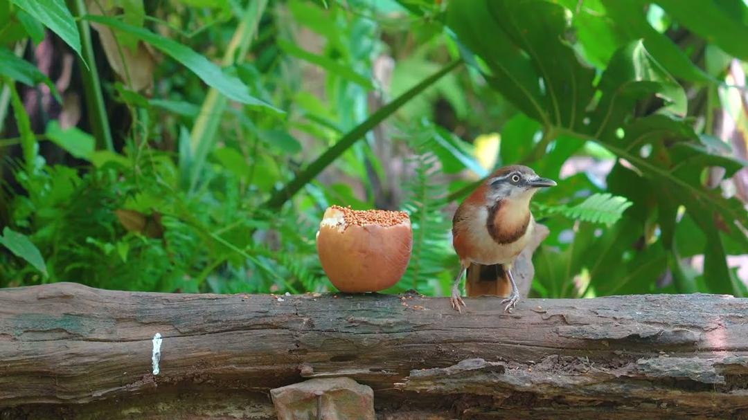 [NO ADS] Cat TV for Cats to Watch 😺🐦Birds & Squirrels in Playful Harmony 🐿️ Videos for Cats to Watch