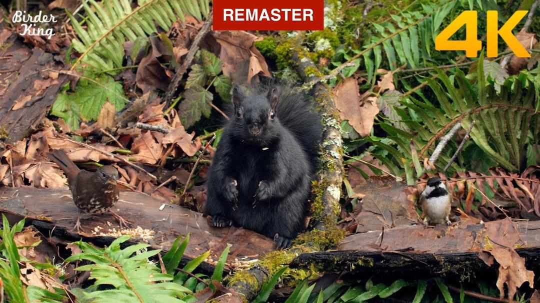 Cat and Dog TV 😺📺🐶 Cute Birds and Black Squirrels in the Forest 🐦 (Remastered 4K)