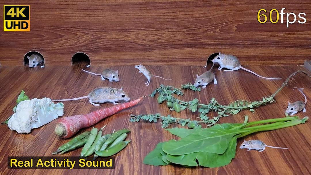 Cat TV cute baby mice Hide & Seek through jerry hole in wide view for cats to watch 4k UHD 8 hour
