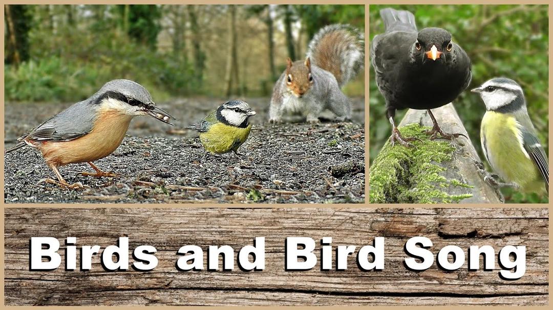 Movies for Cats : Birds, Bird Song and Sounds in The Forest