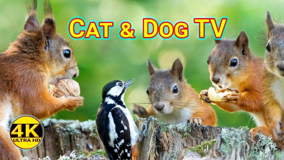 Cat & Dog TV - Morning With Red Squirrels - 4K