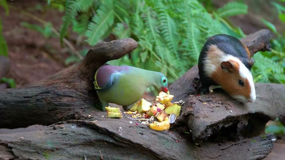 Cat TV NO ADS 😺🐦 A Dinner for Cute Birds, Guinea Pig and Squirrels 🐿 Nature Cat Games 4K HDR