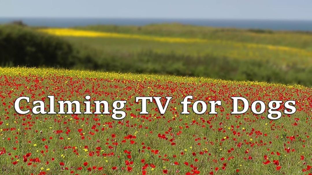 BEST Dog Calming TV : Beautiful Calming Videos for Dogs - with  Wildflowers and Birdsong