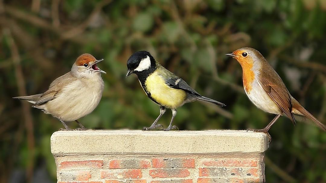 Video for Cats - Beautiful Birds in My Garden NEW ✔️