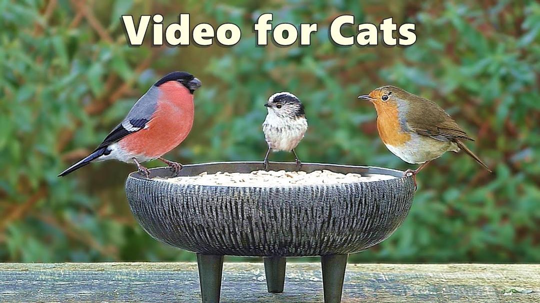 Videos for Cats to Watch Birds - Garden Bird Extravaganza - 8 Hours NEW ✅