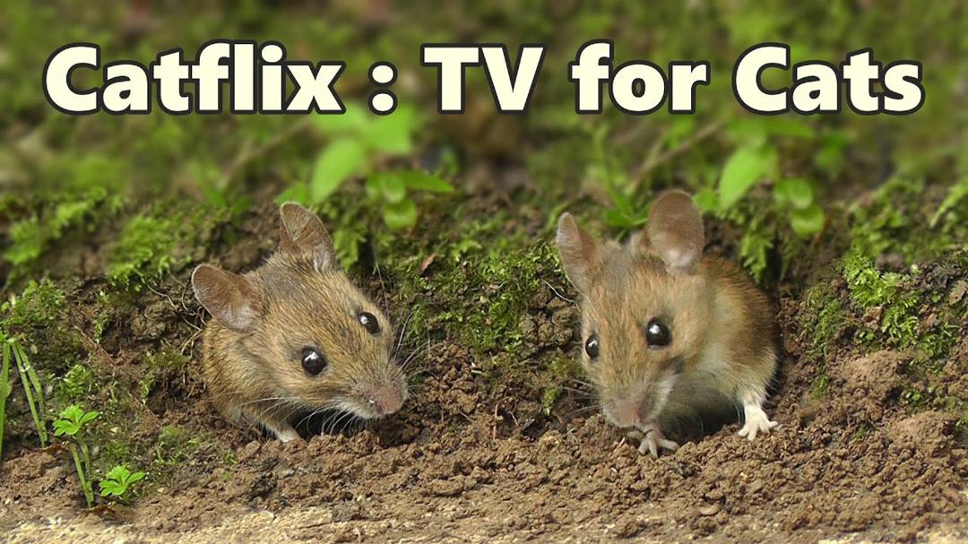 Cat TV ~ Mouse & Birds Fun ⭐ 8 HOURS of CATFLIX ⭐